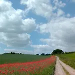 Kletterrose, Seenaehe, Mecklenburgische Seenplatte
