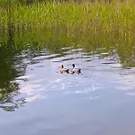 Kletterrose, Seenaehe, Mecklenburgische Seenplatte * Kuchelmiss