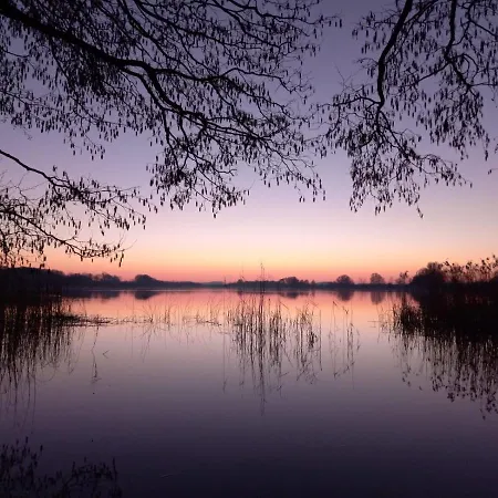 Kletterrose, Seenaehe, Mecklenburgische Seenplatte