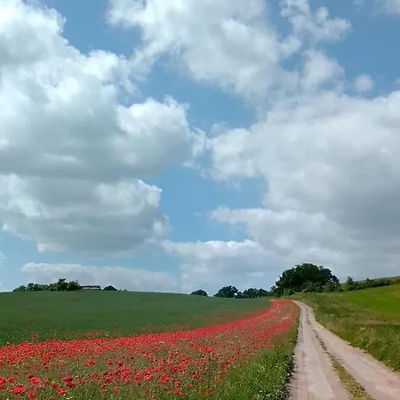 Kletterrose, Seenaehe, Mecklenburgische Seenplatte