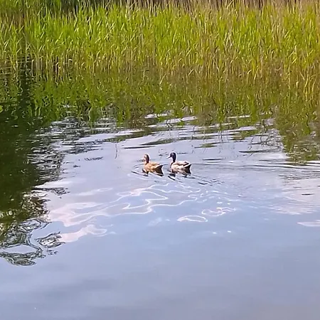 Kletterrose, Seenaehe, Mecklenburgische Seenplatte * Kuchelmiss