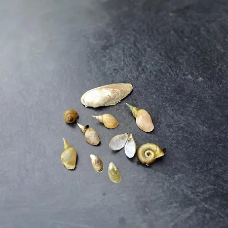 Kletterrose, Seenaehe, Mecklenburgische Seenplatte