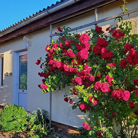 Kletterrose, Seenaehe, Mecklenburgische Seenplatte