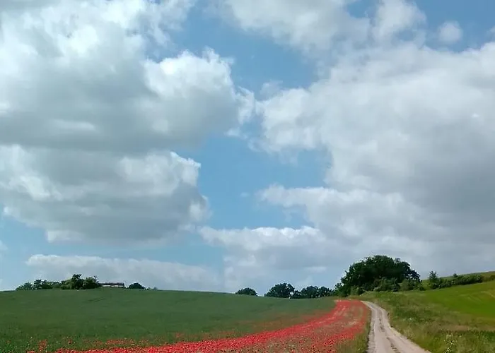 Kletterrose, Seenaehe, Mecklenburgische Seenplatte