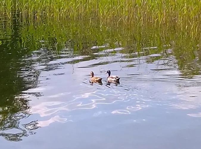 Kletterrose, Seenaehe, Mecklenburgische Seenplatte * Kuchelmiss