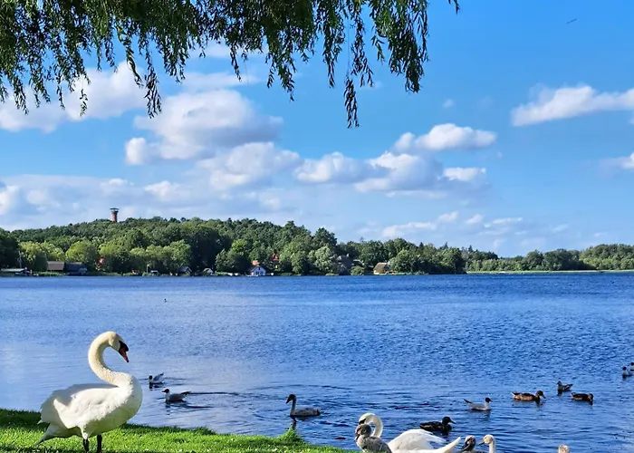 Kletterrose, Seenaehe, Mecklenburgische Seenplatte Apartamento