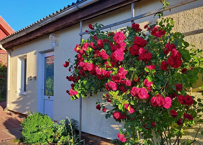 Kletterrose, Seenaehe, Mecklenburgische Seenplatte