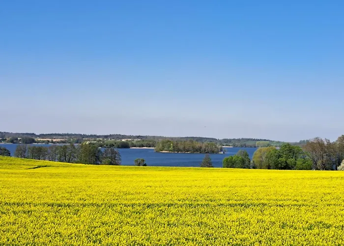 Kletterrose, Seenaehe, Mecklenburgische Seenplatte *